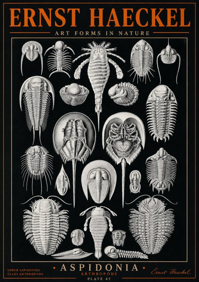 Ernst Haeckel Aspidonia No5 - Plakat