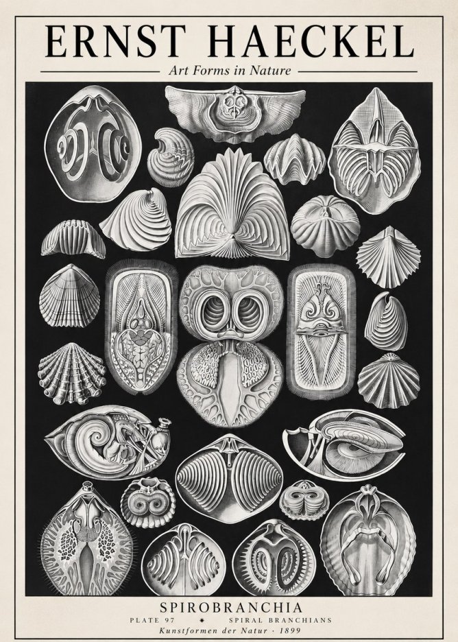 Ernst Haeckel Spirobranchia No1 - Plakat