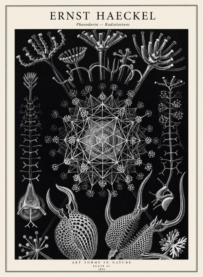 Ernst Haeckel Phaeodaria Radiolarians - Plate 61 No2 - Plakat