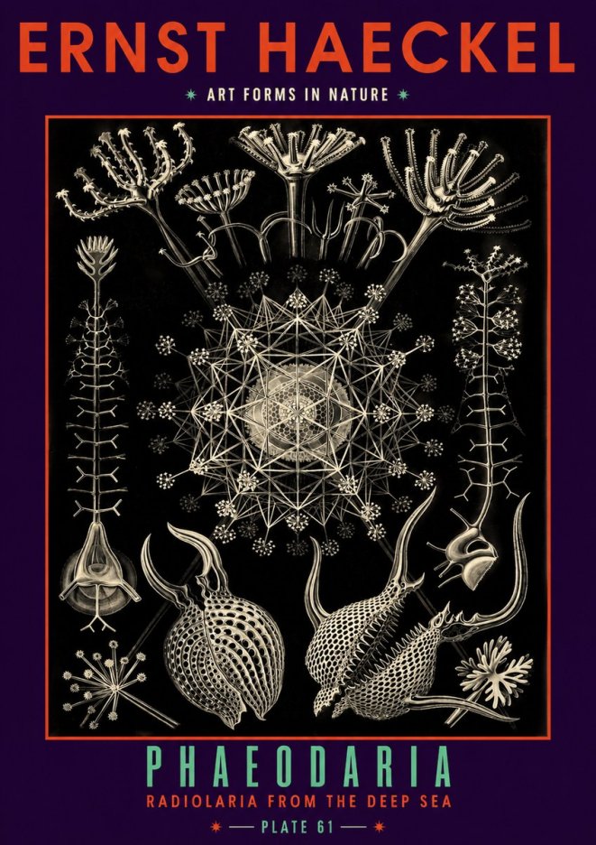 Ernst Haeckel Phaeodaria Radiolarians - Plate 61 No6 - Plakat