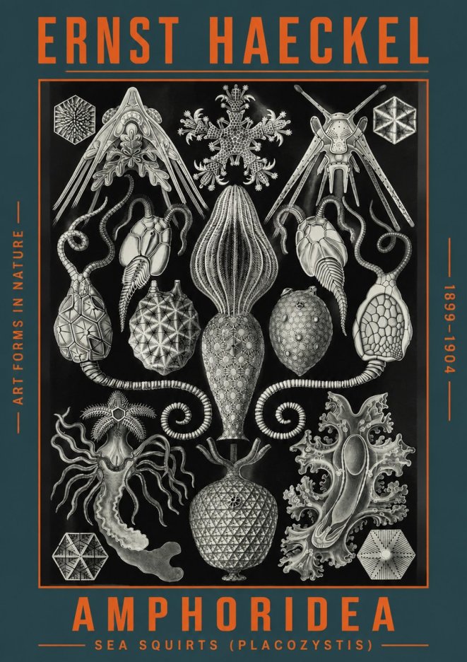 Ernst Haeckel Amphoridea No4 - Plakat
