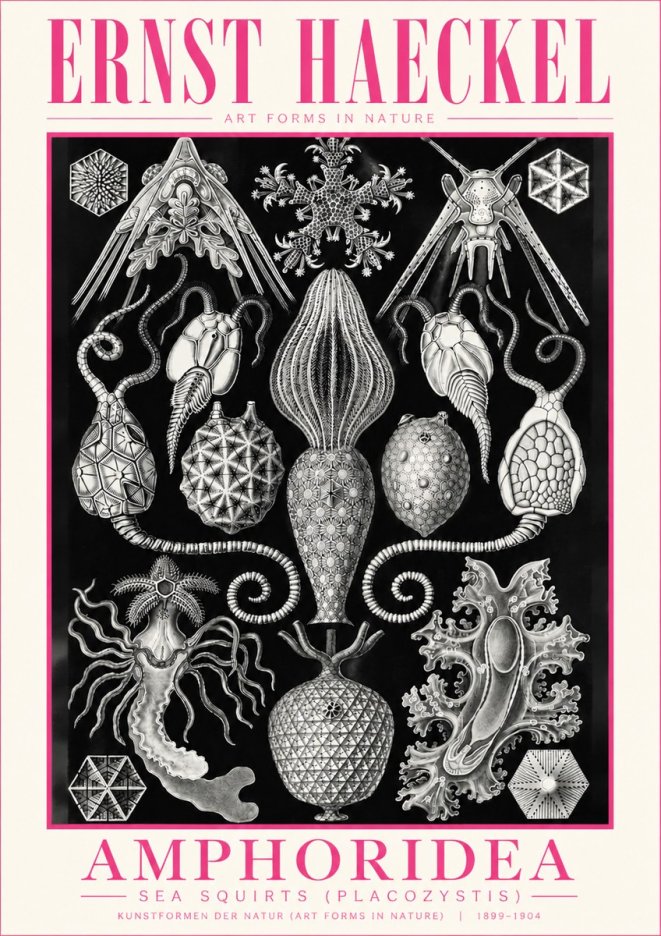 Ernst Haeckel Amphoridea No5 - Plakat