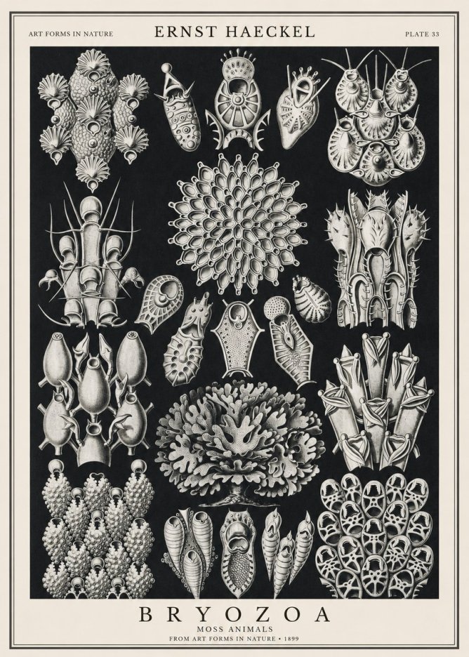 Ernst Haeckel Bryozoa No1 - Plakat