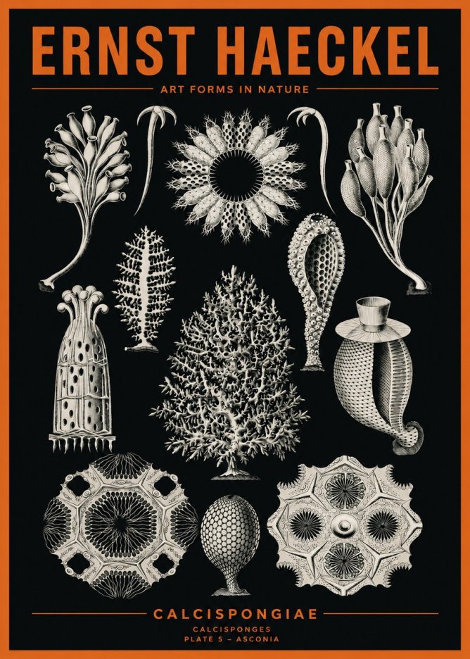 Ernst Haeckel Calcispongiae - Calcisponiges - Plate 5 - Asconia No2 - Plakat