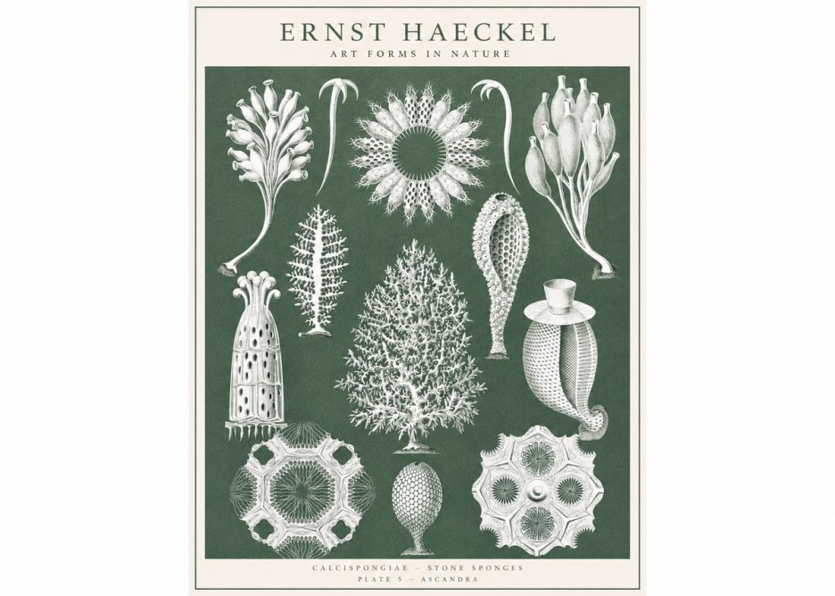 Ernst Haeckel Calcispongiae - Calcisponiges - Plate 5 - Asconia No3 - Plakat