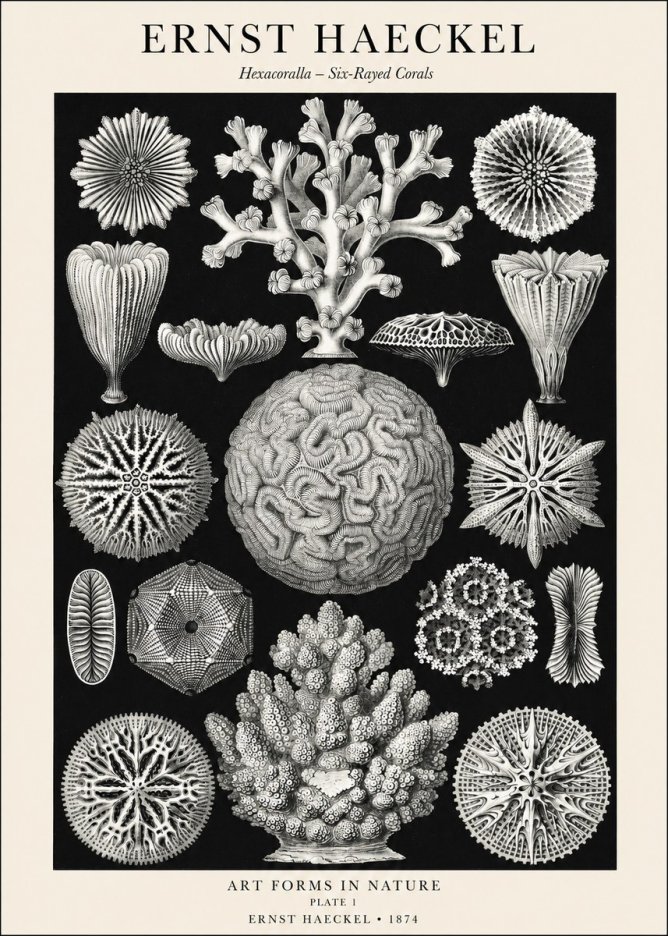 Ernst Haeckel Hexacoralla – Six-rayed Corals No1 - Plakat