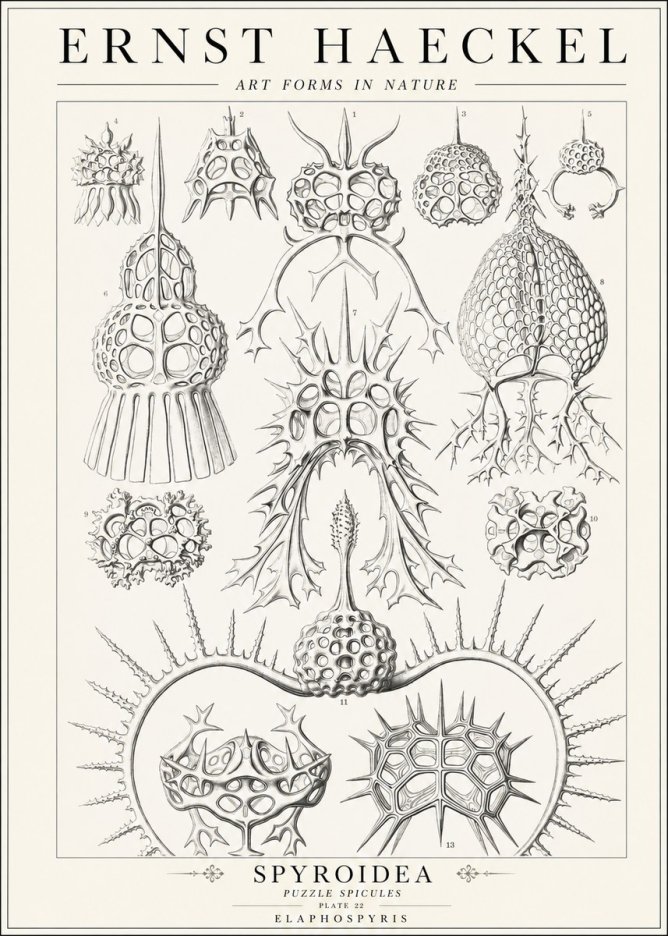 Ernst Haeckel Spyroidea - Puffball Radiolarians - Plate 22 No2 - Plakat