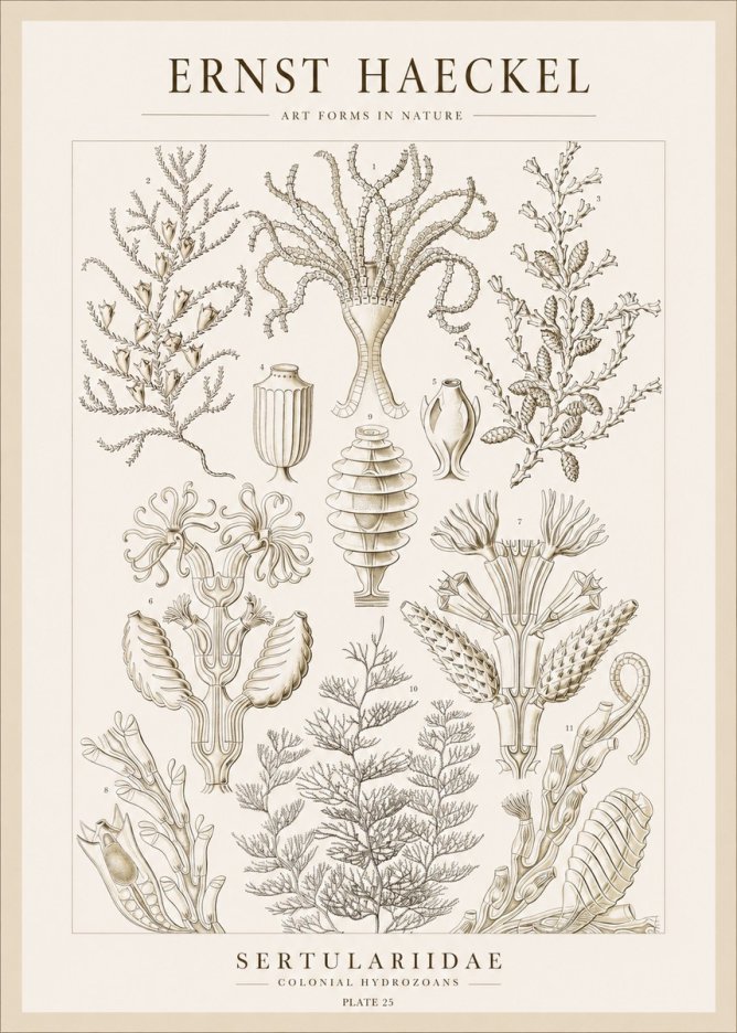 Ernst Haeckel Sertulariidae No1 - Plakat