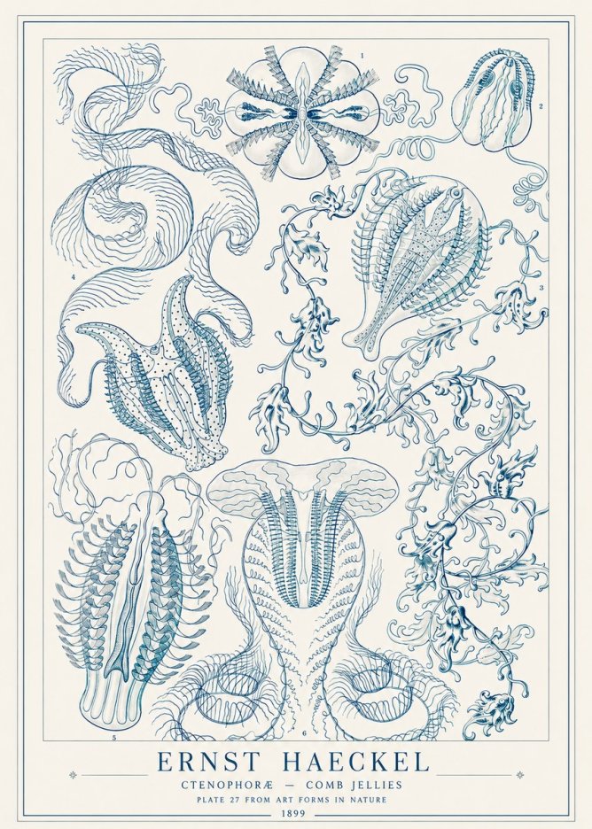 Ernst Haeckel Ctenophoræ – Comb Jellies No1 - Plakat