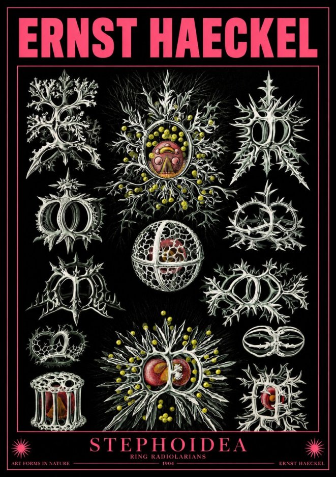 Ernst Haeckel Stephoidea No4 - Plakat