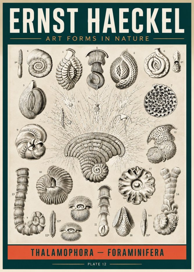 Ernst Haeckel Thalamophora – Foraminifera Plate 12 No2 - Plakat