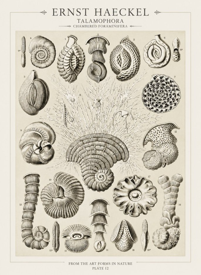 Ernst Haeckel Thalamophora – Foraminifera Plate 12 No3 - Plakat
