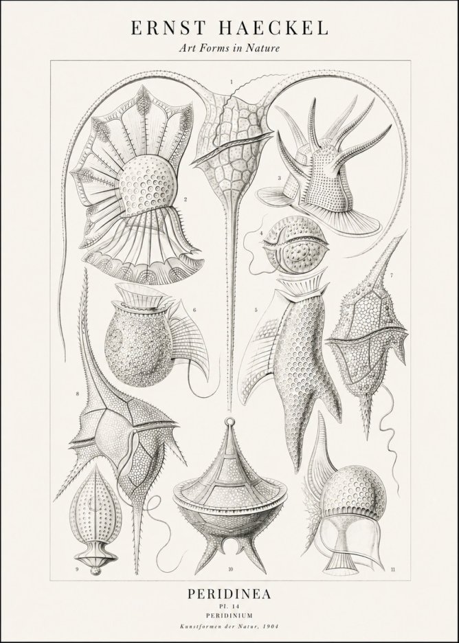 Ernst Haeckel Peridinea No2 - Plakat