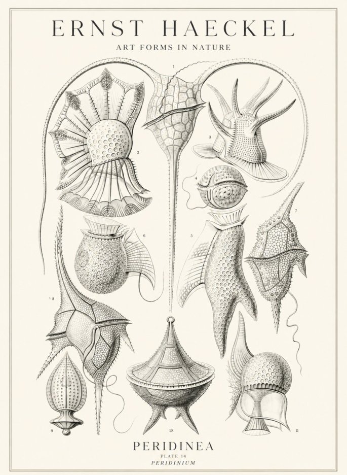 Ernst Haeckel Peridinea No3 - Plakat
