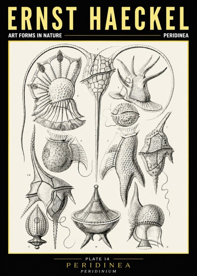 Ernst Haeckel Peridinea No6 - Plakat