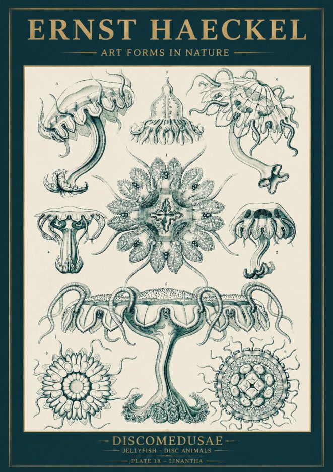 Ernst Haeckel Discomedusae. Jellyfishes. No5 - Plakat