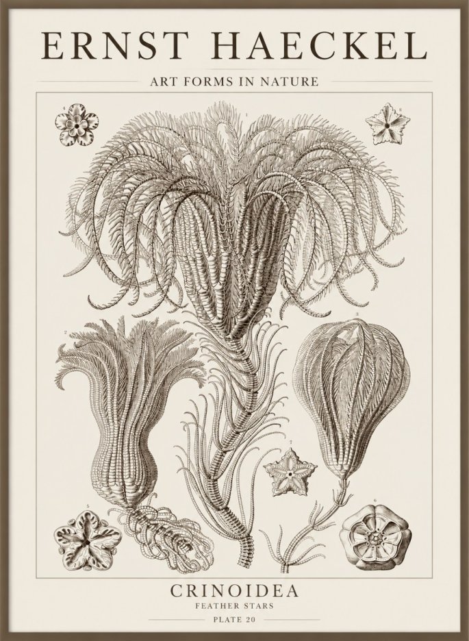 Ernst Haeckel Crinoidea - Palm Lilies No5 - Plakat