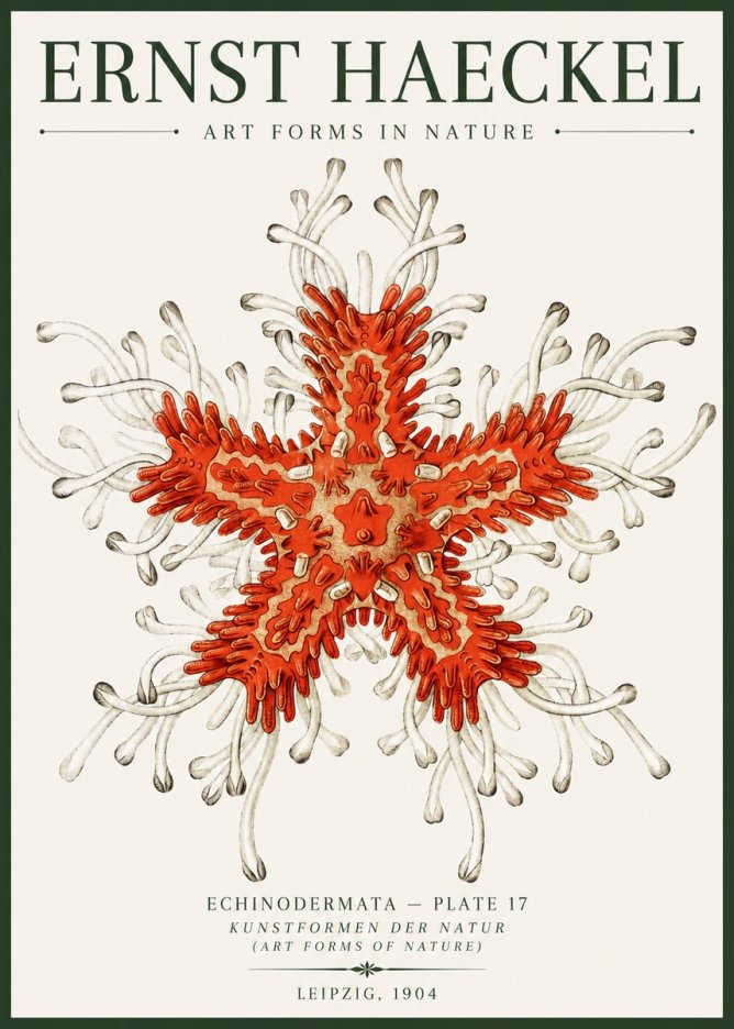Ernst Haeckel Asteroidea Echinodermata Plate 28 No6 - Plakat