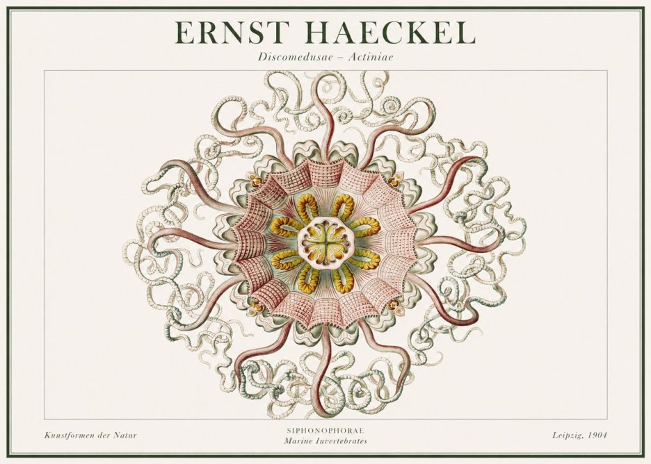 Ernst Haeckel Discomedusae – Actiniae No1 - Plakat