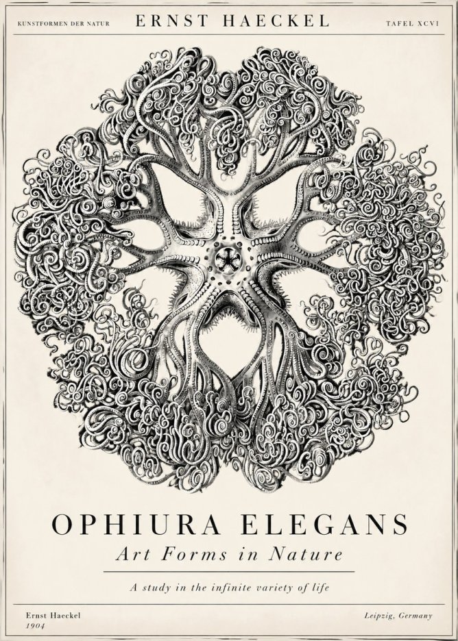 Ernst Haeckel Ophiuroidea Sea Tree - Deep Sea No6 - Plakat