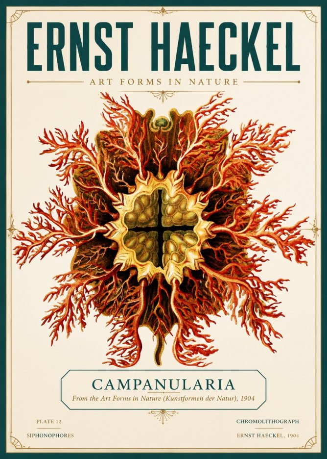 Ernst Haeckel Tetractinellida a Radiolarian from the Deep Sea No6 - Plakat