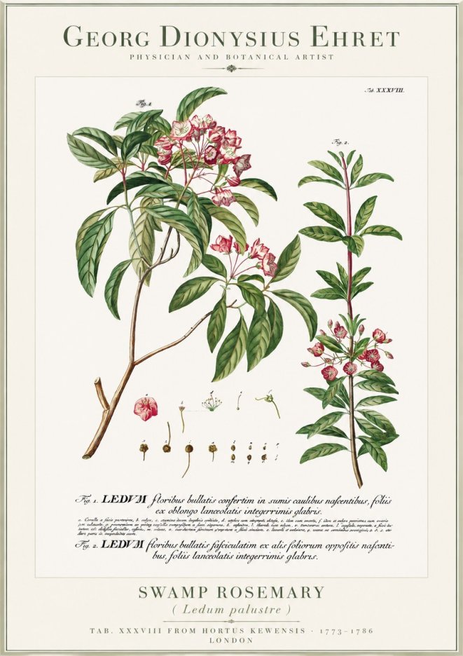 Georg Dionysius Ehret Swamp Rosemary (Ledum Palustre) No1 - Plakat
