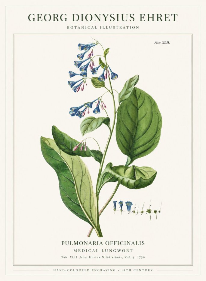 Georg Dionysius Ehret Pulmonaria No6 - Plakat