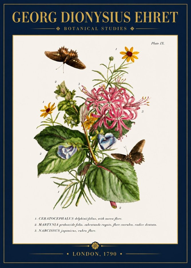Georg Dionysius Ehret Botanical Studies - Plate Ix No4 - Plakat