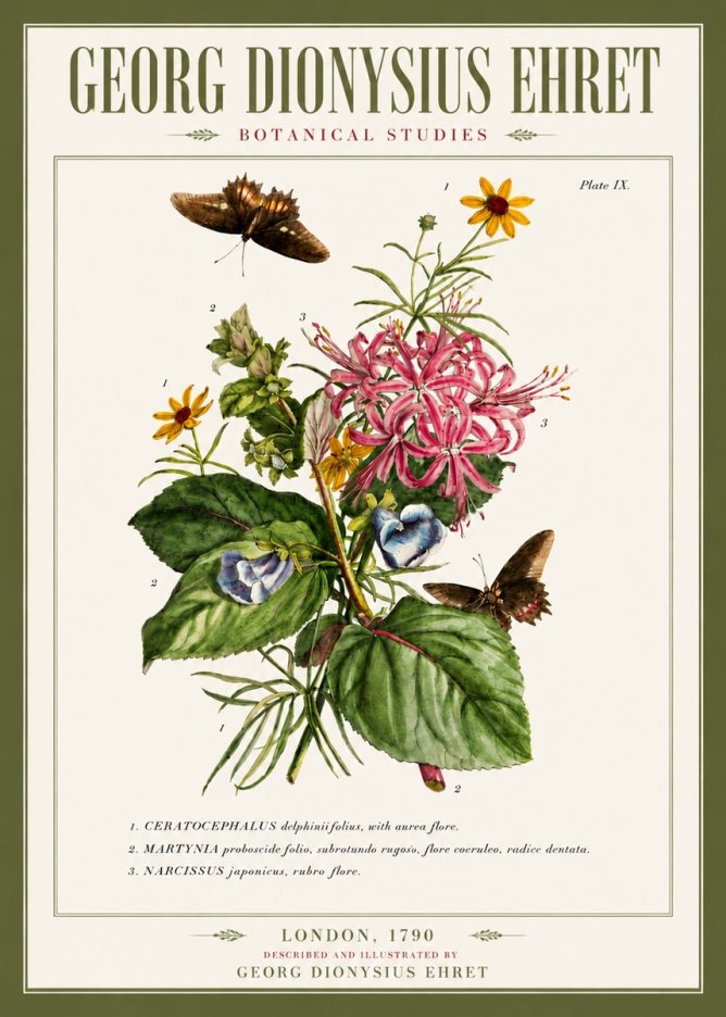 Georg Dionysius Ehret Botanical Studies - Plate Ix No5 - Plakat