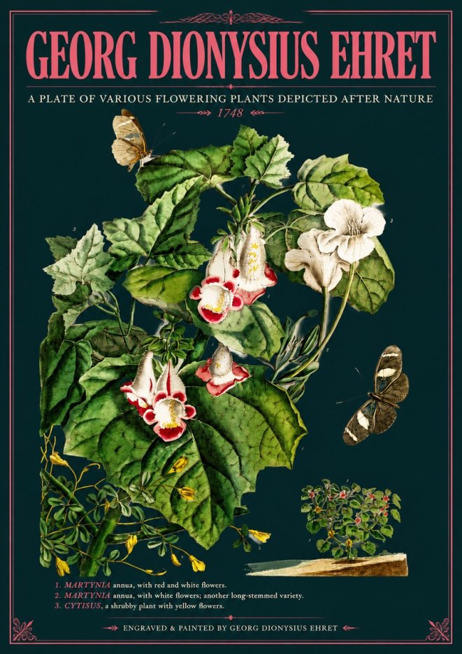 Georg Dionysius Ehret A Plate of Various Flowering Plants Depicted After Nature 1748 No6 - Plakat