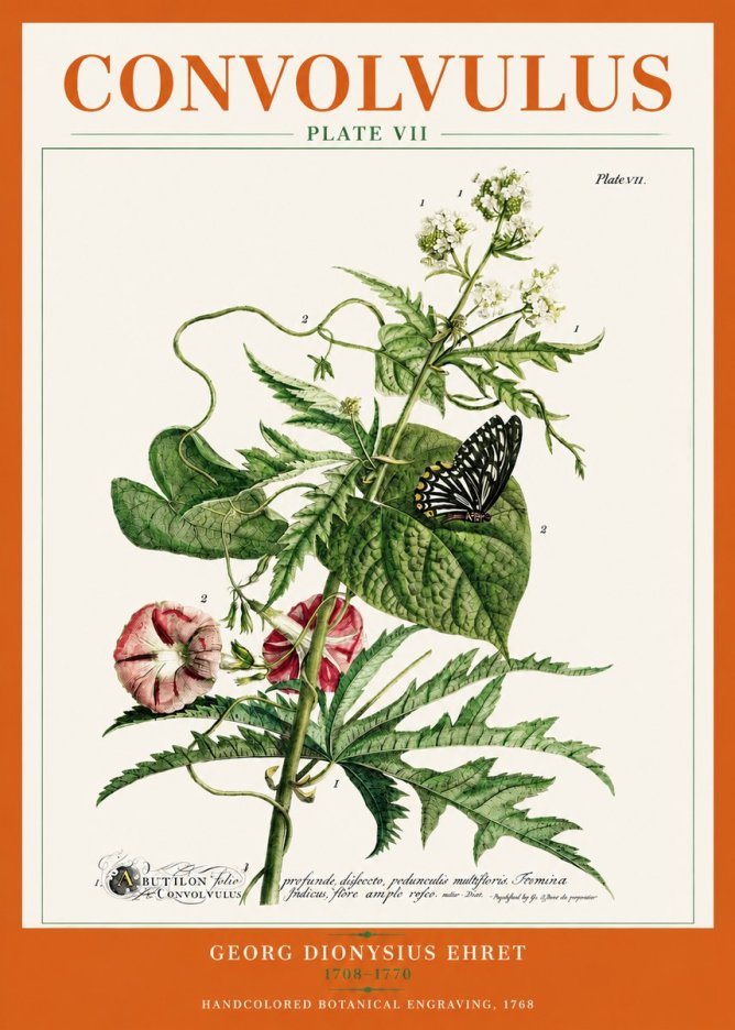 Georg Dionysius Ehret Convolvulus - Plate Vii No3 - Plakat