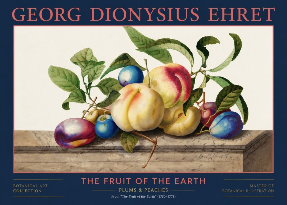 Georg Dionysius Ehret Plums & Peaches No2 - Plakat
