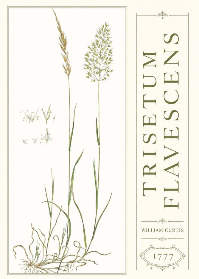 William Curtis Trisetum Flavescens I No3 - Plakat