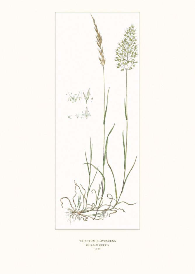 William Curtis Trisetum Flavescens I No6 - Plakat