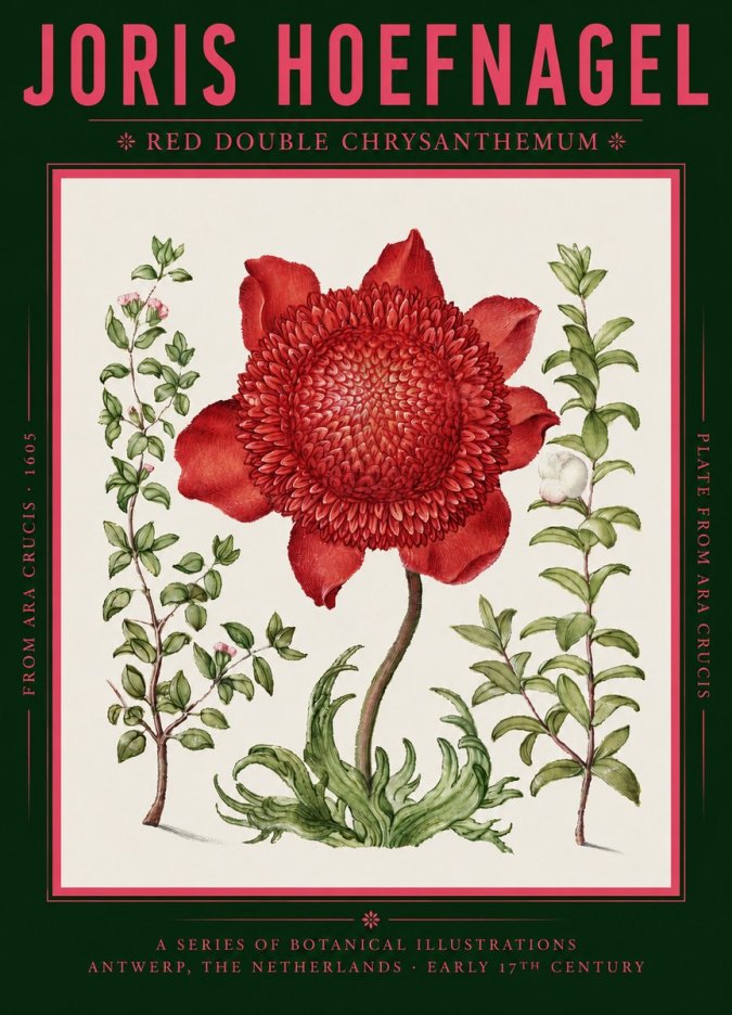 Joris Hoefnagel Red Double Chrysanthemum No2 - Plakat