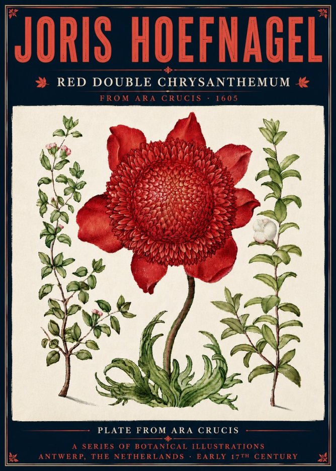 Joris Hoefnagel Red Double Chrysanthemum No6 - Plakat