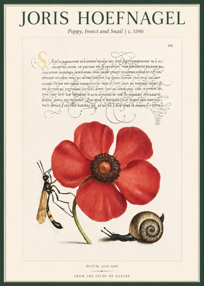 Joris Hoefnagel Poppy, Wasp & Snail No2 - Plakat