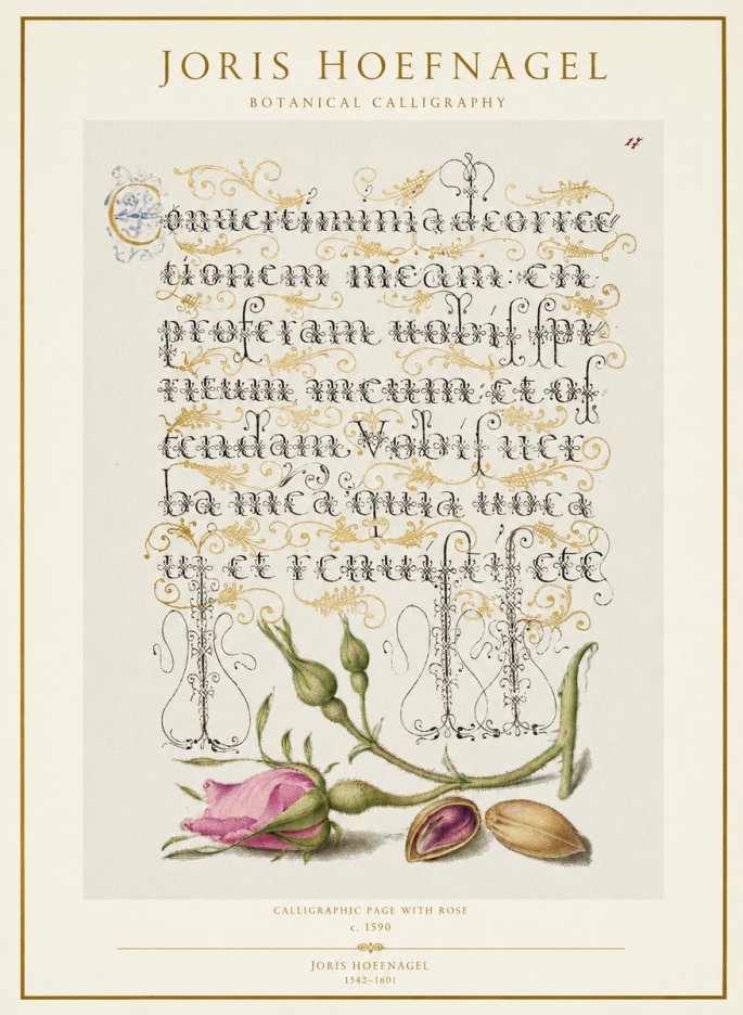 Joris Hoefnagel Calligraphic Page with Rose No1 - Plakat