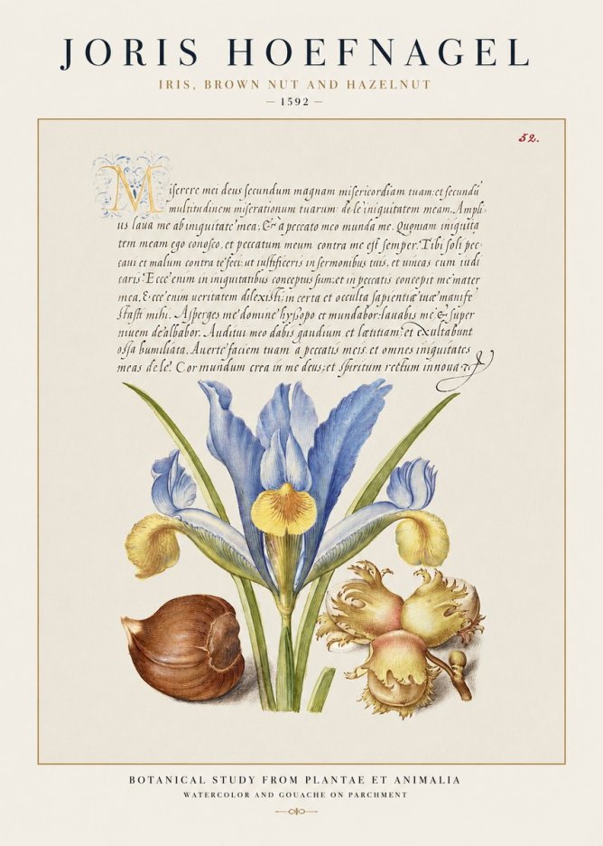 Joris Hoefnagel Iris, Brown Nut and Hazelnut No1 - Plakat
