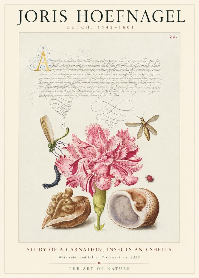 Joris Hoefnagel Study of a Carnation, Insects and Shells No1 - Plakat