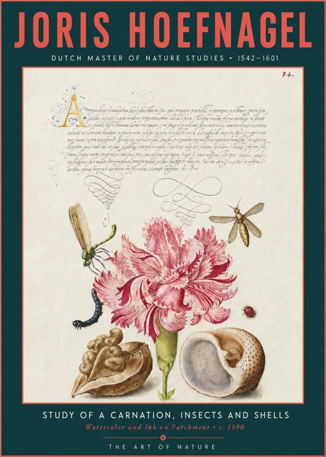 Joris Hoefnagel Study of a Carnation, Insects and Shells No3 - Plakat