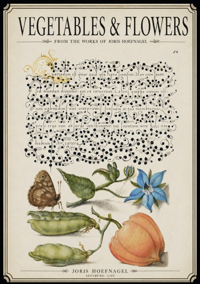 Joris Hoefnagel Study of Plants and Butterfly No3 - Plakat