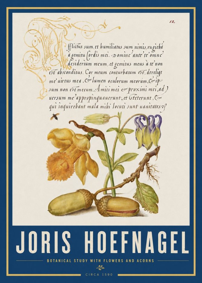 Joris Hoefnagel Illuminated Manuscript with Flowers and Acorns No4 - Plakat