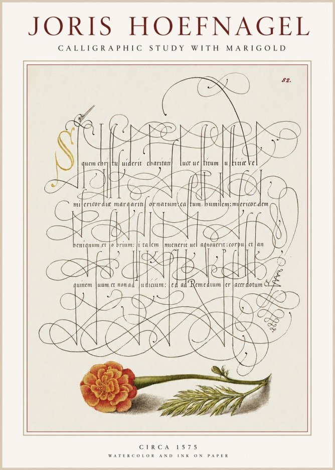 Joris Hoefnagel Calligraphic Study with Marigold No1 - Plakat