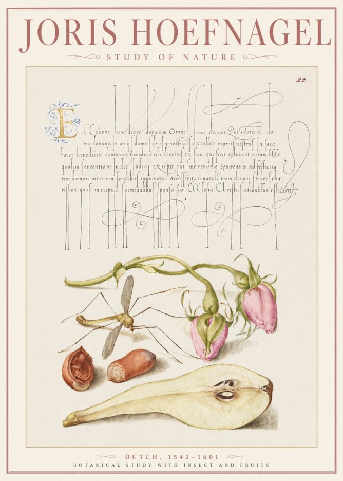 Joris Hoefnagel Studies of Plants, Insects and Fruits No3 - Plakat