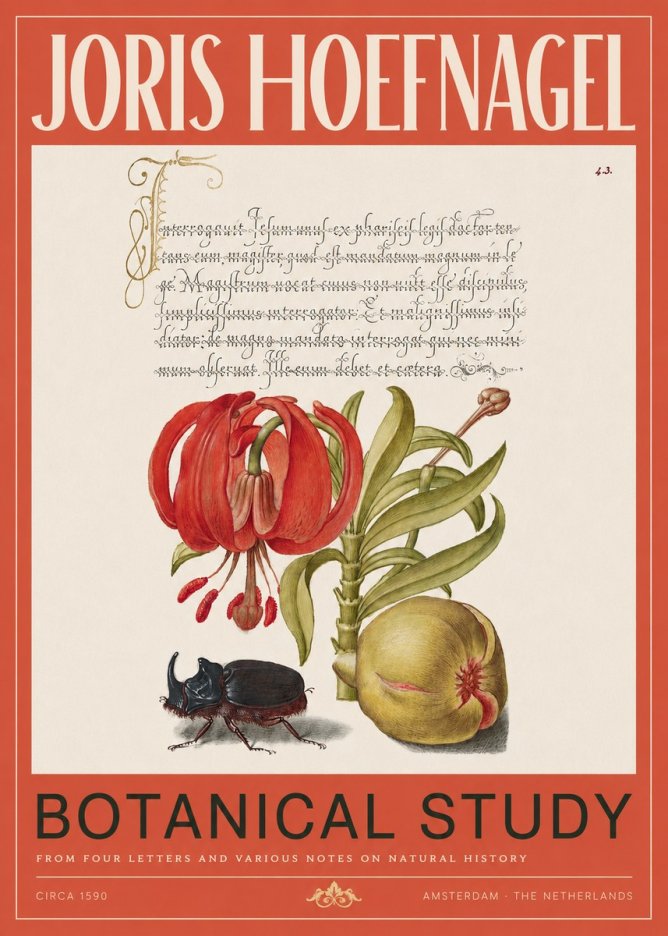 Joris Hoefnagel Botanical Study II No2 - Plakat