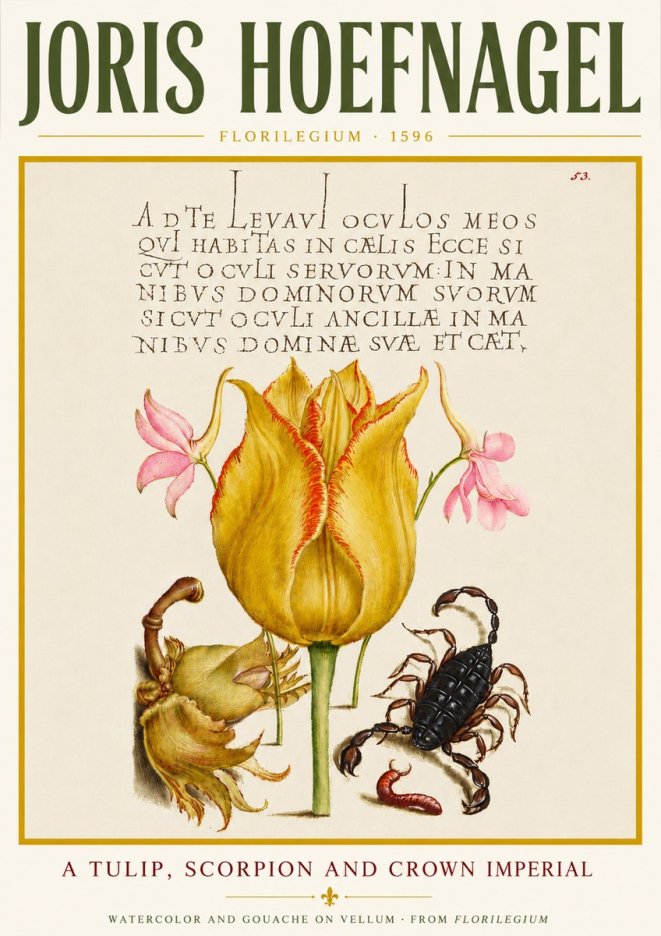 Joris Hoefnagel A Tulip, Scorpion and Crown Imperial No4 - Plakat