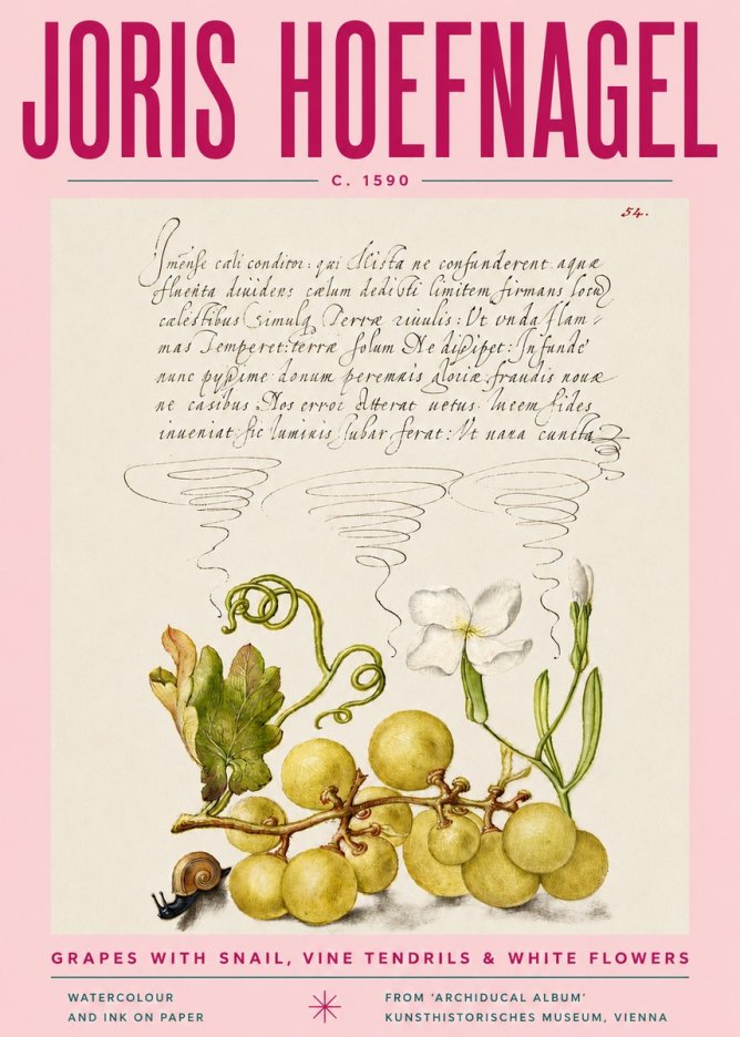 Joris Hoefnagel Grapes with Snail, Vine Tendrils & White Flowers No4 - Plakat