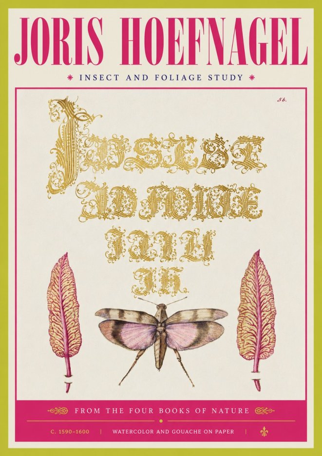 Joris Hoefnagel Insect and Foliage Study No4 - Plakat