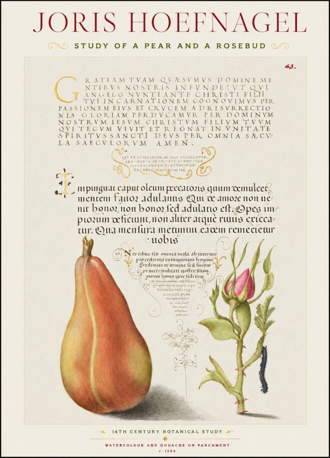 Joris Hoefnagel Aphorisms with Pear and Rose No3 - Plakat